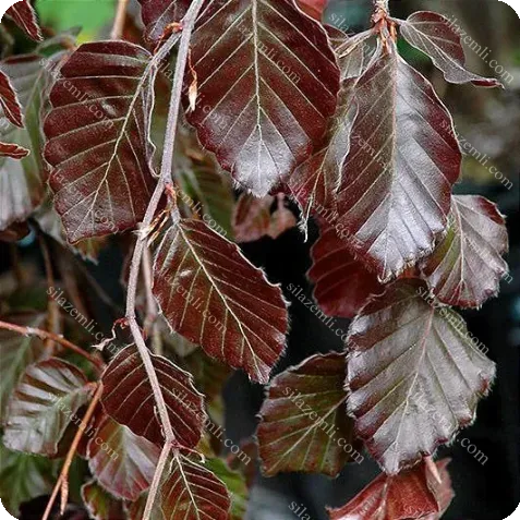 Купити - Бук Червонолистний Плакучий на штамбі 180-200см / "Purple Fountaine" (Fagus sylvatica "Purpurea Pendula")