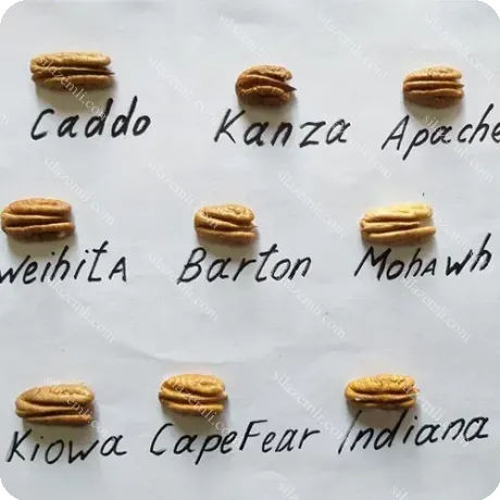 Купити - Пекан Мелроз (Melrose)
