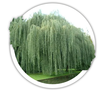 Верба